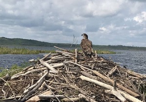 Lakefront Cabins for Rent, with private marina - Cabin 5 in Loon Lake