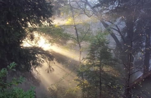 Lake Arrowhead Apartment | Mountain Cottage Serenity Surrounded by Majestic Forests 5 min to Lake Arrowhead